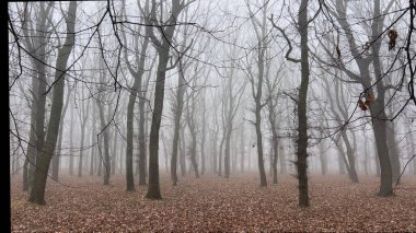 Orman parkında sisli ağaçlar.