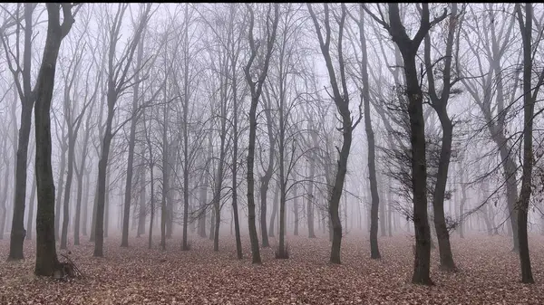 Orman parkında sisli ağaçlar.