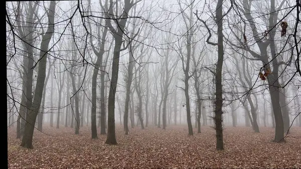 Orman parkında sisli ağaçlar.