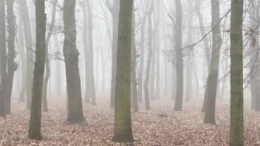 Orman parkında sisli ağaçlar.
