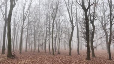 Orman parkında sisli ağaçlar.