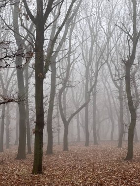 Orman parkında kış-bahar sisi