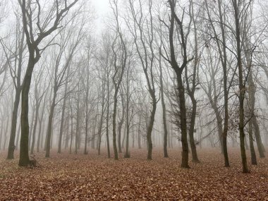 Orman parkında kış-bahar sisi