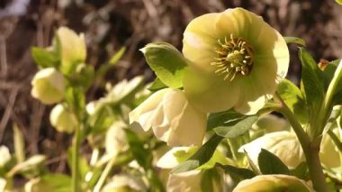 Bahar kenti parkında çiçek açan karabataklar.