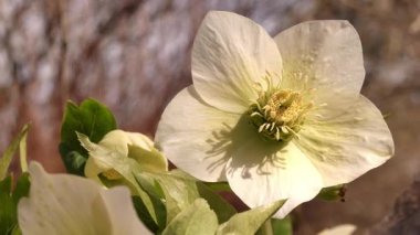 Bahar kenti parkında çiçek açan karabataklar.