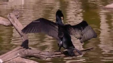 Büyük bir karabatak (Phalacrocorax carbo) balık tuttuktan sonra kanatlarını kurutur..