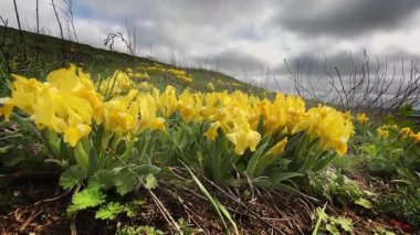 Dinyester deltasındaki sarı süsen çiçekleri. Floransa 'nın sembollerinden biri. İris kelimesi gökkuşağından gelir..