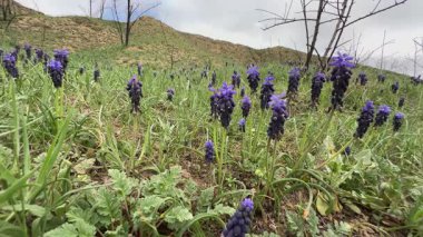 Dinyester nehrinin kıyısında çiçek açan muscari.