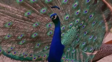 Hint Peafbaykuşu (Pavo kristali) kuyruğunu yaydı
