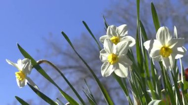 Parkta çiçek açan beyaz nergisler (Narcissus) ailesi