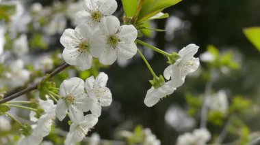 Bahar parkında kiraz çiçekleri