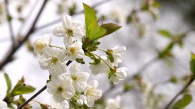 Bahar parkında kiraz çiçekleri