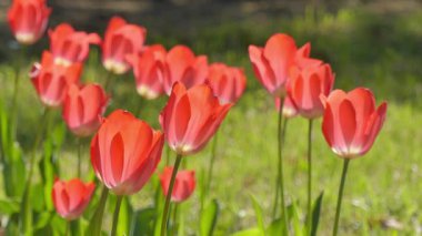 Bahar parkında açan kırmızı laleler