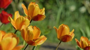 Bir bahar parkında sarı laleler