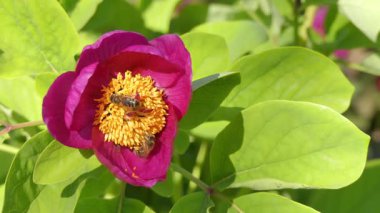  Bahar parkında çiçek açan kırmızı şakayık (Paeonia) ve arılar