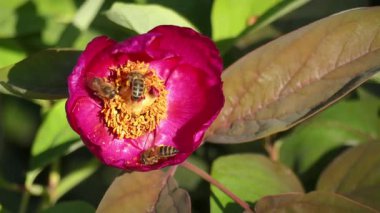  Bahar parkında çiçek açan kırmızı şakayık (Paeonia) ve arılar