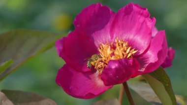 Bahar parkında çiçek açan kırmızı şakayık (Paeonia) ve arılar