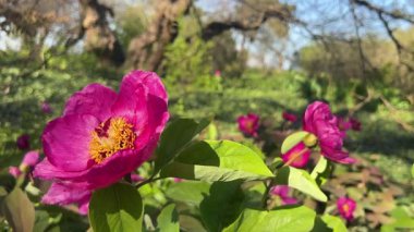  Bahar parkında çiçek açan kırmızı şakayık (Paeonia) ve arılar