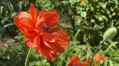 Bahar parkında çiçek açan haşhaş.