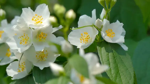 Bir yaz bahçesinde çiçek açan (sahte portakal)