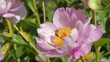 Yaz bahçesinde açan pembe şakayık.