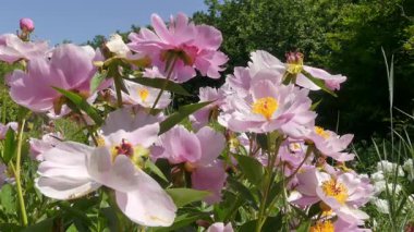 Yaz bahçesinde açan pembe şakayık.