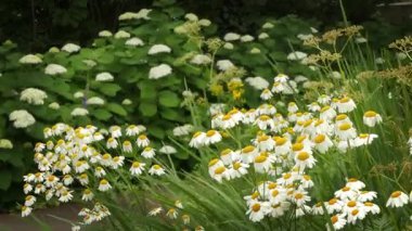 Kelebek (Argynnis) yaz çiçeklerinde nektarla beslenir..