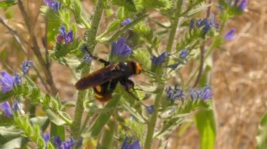 Mamut eşekarısı (Megascolia maculata), çiçekli bozkır bitkilerinde nektar besler.