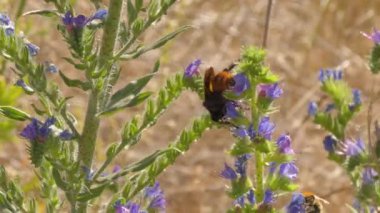 Mamut eşekarısı (Megascolia maculata), çiçekli bozkır bitkilerinde nektar besler.