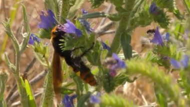 Mamut eşekarısı (Megascolia maculata), çiçekli bozkır bitkilerinde nektar besler.