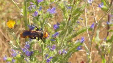 Mamut eşekarısı (Megascolia maculata), çiçekli bozkır bitkilerinde nektar besler.