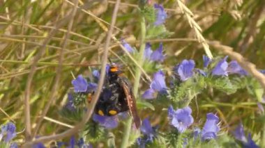 Mamut eşekarısı (Megascolia maculata), çiçekli bozkır bitkilerinde nektar besler.