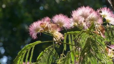 Bir yaz parkında çiçek açan mimoza ağacı (Albizia julibrissin)