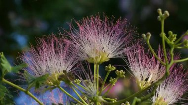 Bir yaz parkında çiçek açan mimoza ağacı (Albizia julibrissin)