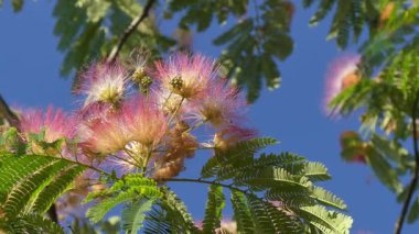 Bir yaz parkında çiçek açan mimoza ağacı (Albizia julibrissin)