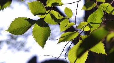 Parktaki yeşil yapraklar güneş ışınları