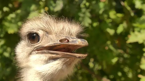 Yaygın devekuşu (Struth io camelus) Afrika devekuşu çevresindekileri inceliyor.