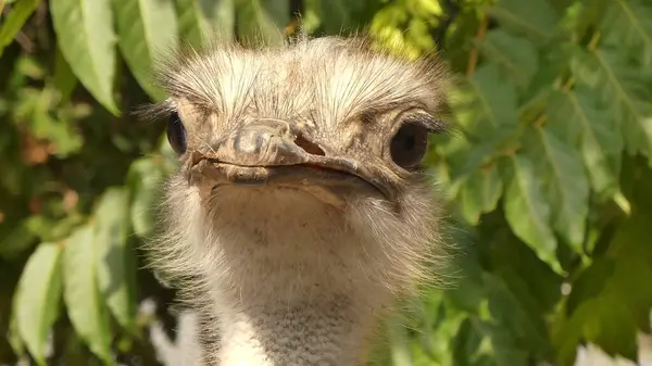 Yaygın devekuşu (Struth io camelus) Afrika devekuşu çevresindekileri inceliyor.