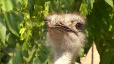 Yaygın devekuşu (Struth io camelus) Afrika devekuşu çevresindekileri inceliyor.