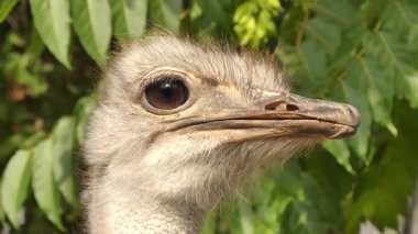 Yaygın devekuşu (Struth io camelus) Afrika devekuşu çevresindekileri inceliyor.