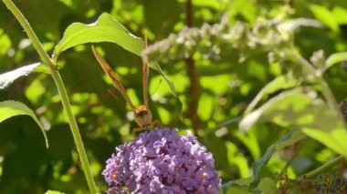 Kelebek (Argynnis) yaz çiçeklerinde nektarla beslenir..