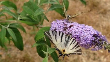 Kırlangıç kuyruğu, mor bir kızıllıkla besleniyor..