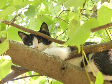 Küçük bir kedi yavrusu kuş avladıktan sonra bir dalda dinleniyor..