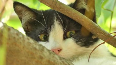 Küçük bir kedi yavrusu kuş avladıktan sonra bir dalda dinleniyor..