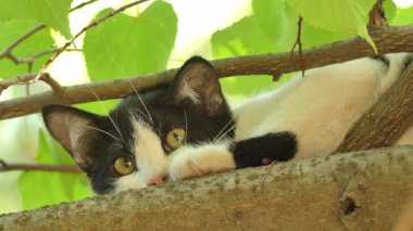 Küçük bir kedi yavrusu kuş avladıktan sonra bir dalda dinleniyor..