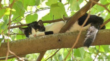 Küçük bir kedi yavrusu kuş avladıktan sonra bir dalda dinleniyor..
