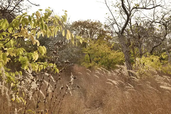 Dry grass in the park in early autumn