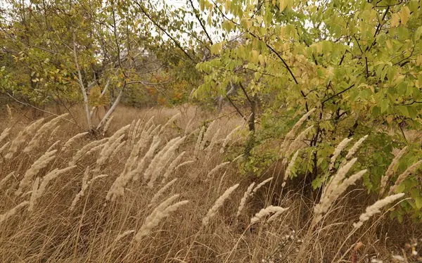 Dry grass in the park in early autumn