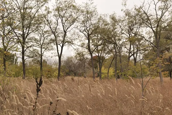 Dry grass in the park in early autumn