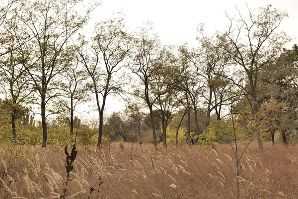 Dry grass in the park in early autumn